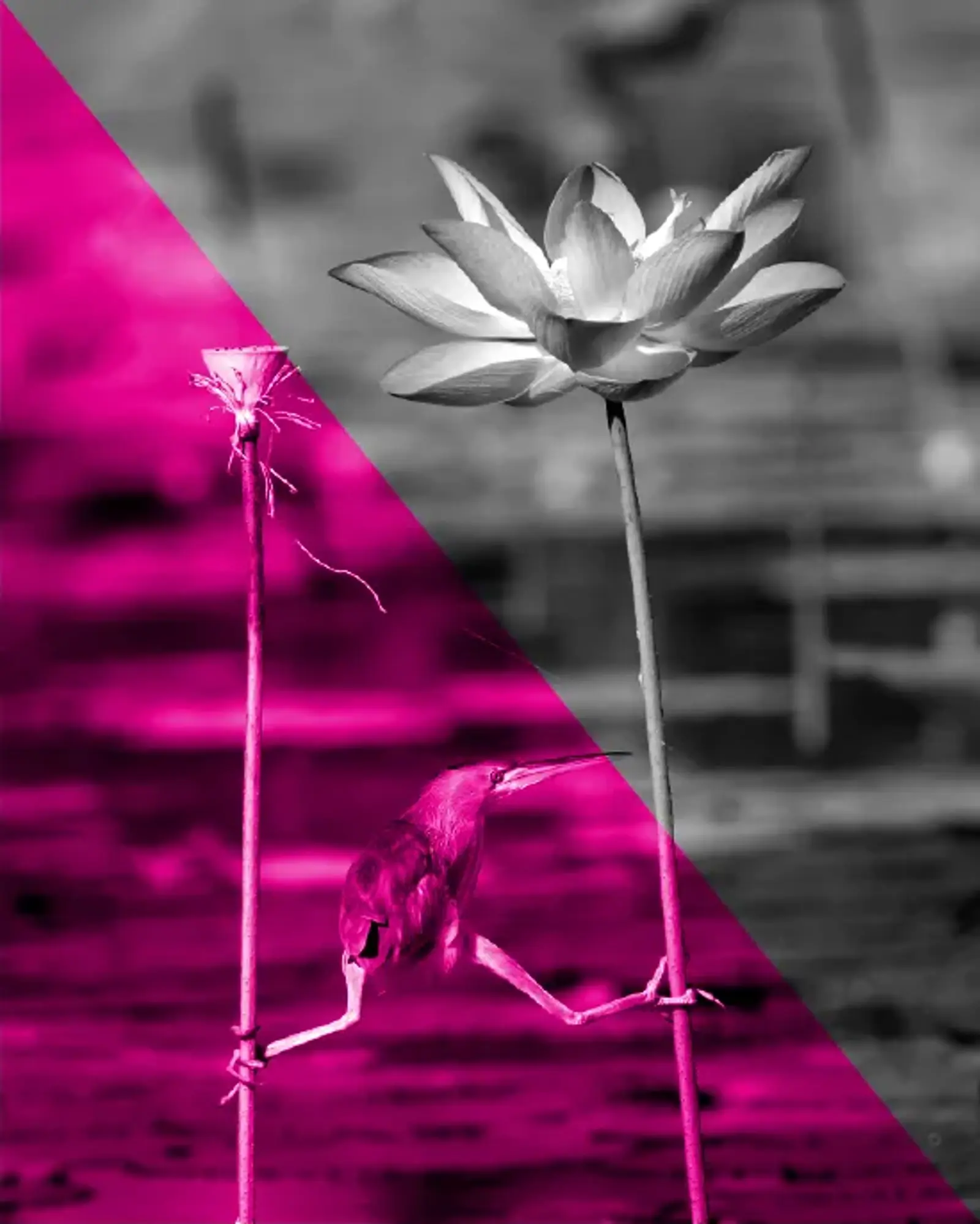 Create Balance